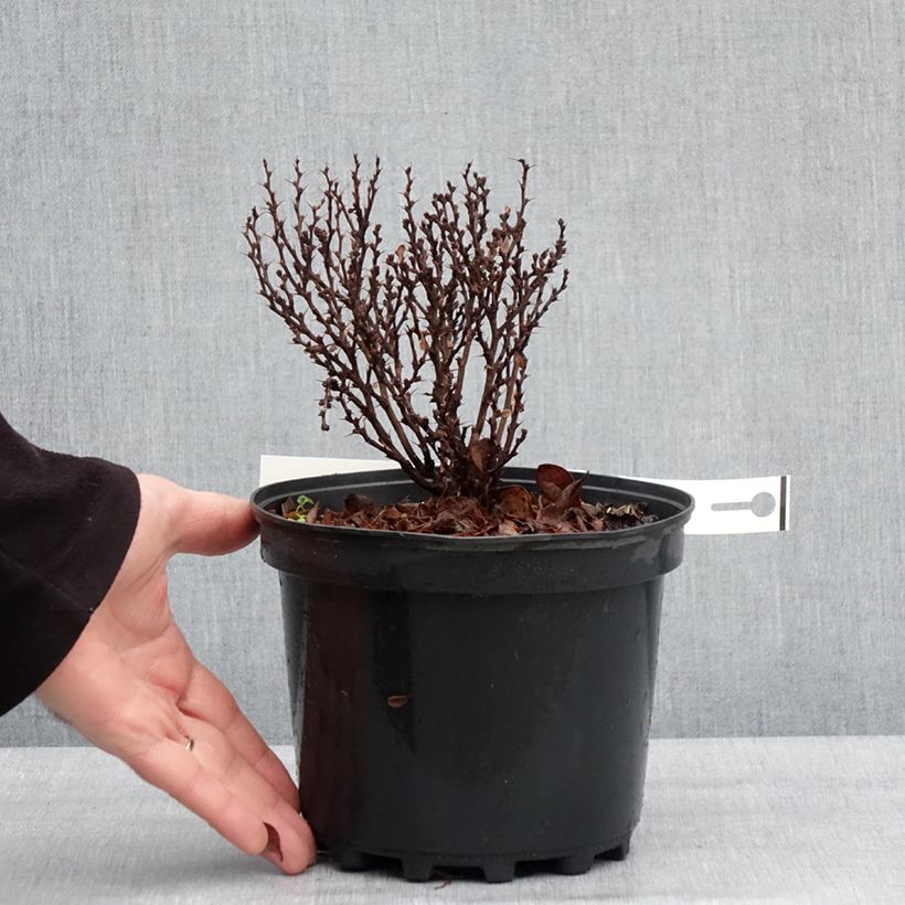 Berberis thunbergii Lutin Rouge - Crespino giapponese Vaso da 2L/3L esemplare consegnato in inverno
