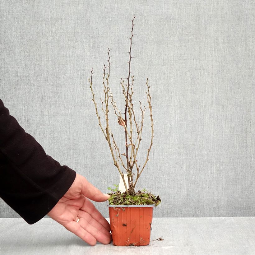 Esemplare di Berberis thunbergii Maria - Crespino giapponese Vasetto da 8/9 cm come consegnato in autunno