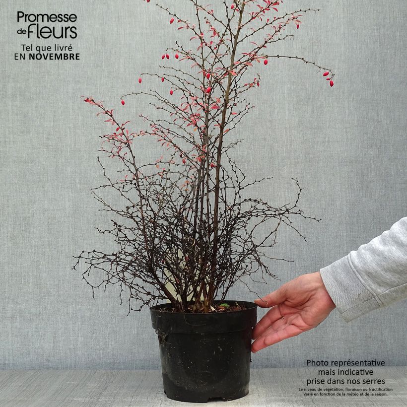 Esemplare di Berberis thunbergii Orange Dream - Crespino giapponese Vaso da 2L/3L come consegnato in autunno