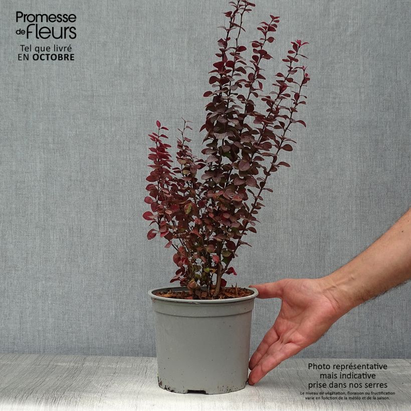 Esemplare di Berberis thunbergii Orange Rocket - Crespino giapponese Vaso da 3L/4L come consegnato in autunno