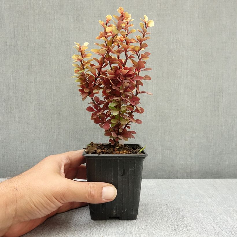 Esemplare di Berberis thunbergii Orange Torch - Crespino giapponese Vasetto da 8/9 cm consegnato in estate