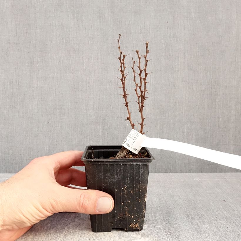 Berberis thunbergii Orange Torch - Crespino giapponese Vasetto da 8/9 cm esemplare consegnato in inverno