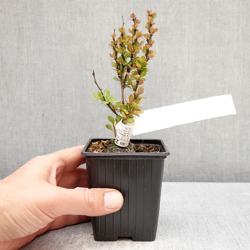 Berberis thunbergii Orange Torch - Crespino giapponese Vasetto da 8/9 cm esemplare consegnato in primavera