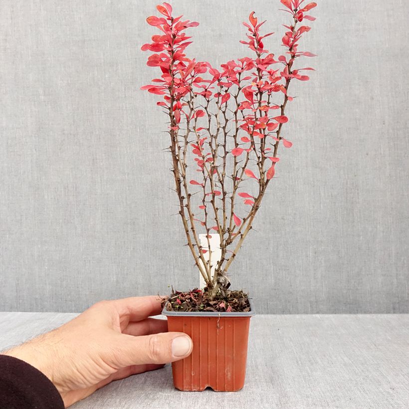 Esemplare di Berberis thunbergii Powwow - Crespino giapponese Vasetto da 8/9 cm come consegnato in autunno