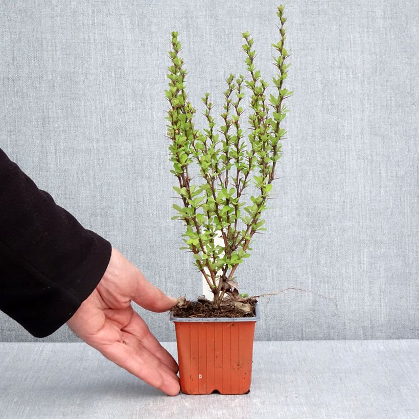 Berberis thunbergii Powwow - Crespino giapponese Vasetto da 8/9 cm esemplare consegnato in primavera
