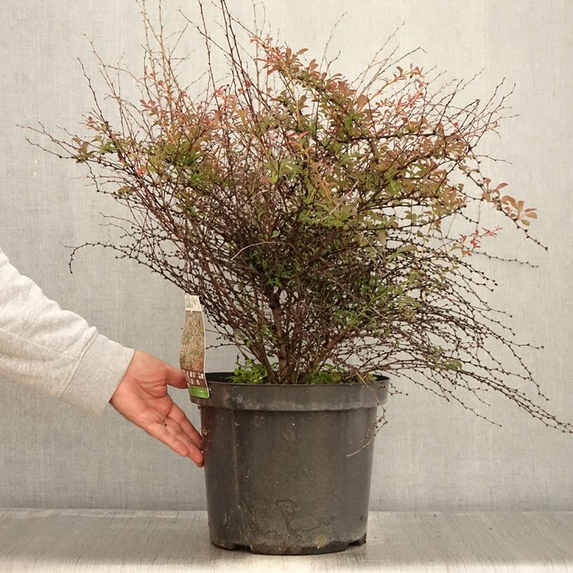 Esemplare di Berberis thunbergii Red Dream - Crespino giapponese Vaso da 7,5L/10L come consegnato in autunno