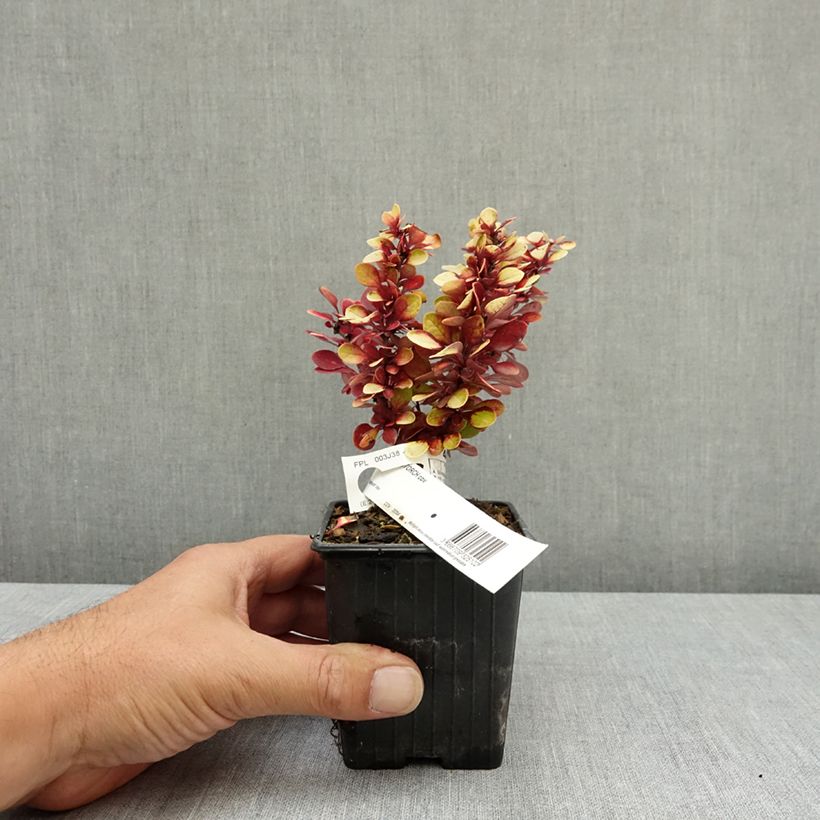 Esemplare di Berberis thunbergii Red Torch - Crespino giapponese Vasetto da 8/9 cm consegnato in estate