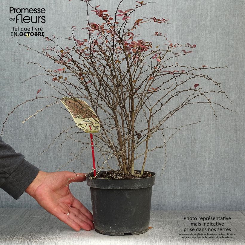 Esemplare di Berberis thunbergii Rosy Glow - Crespino giapponese Vaso da 2L/3L come consegnato in autunno