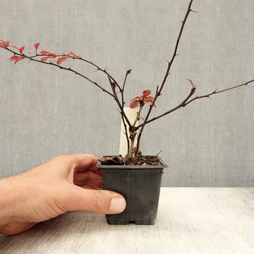 Esemplare di Berberis thunbergii Rosy Glow - Crespino giapponese Vasetto da 8/9 cm come consegnato in autunno
