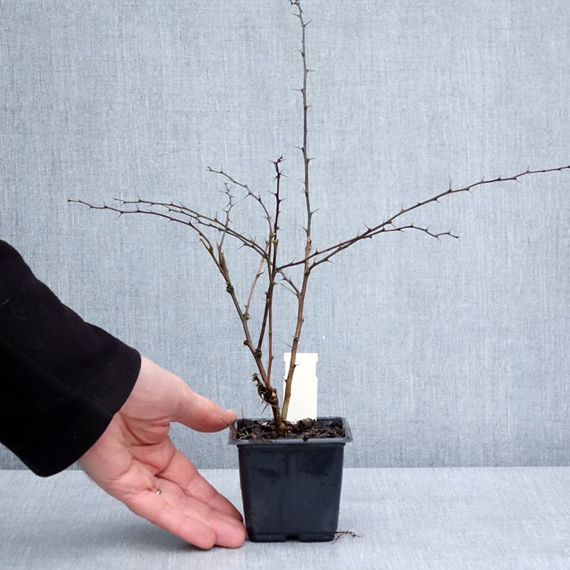 Berberis thunbergii Rosy Glow - Crespino giapponese Vasetto da 8/9 cm esemplare consegnato in inverno