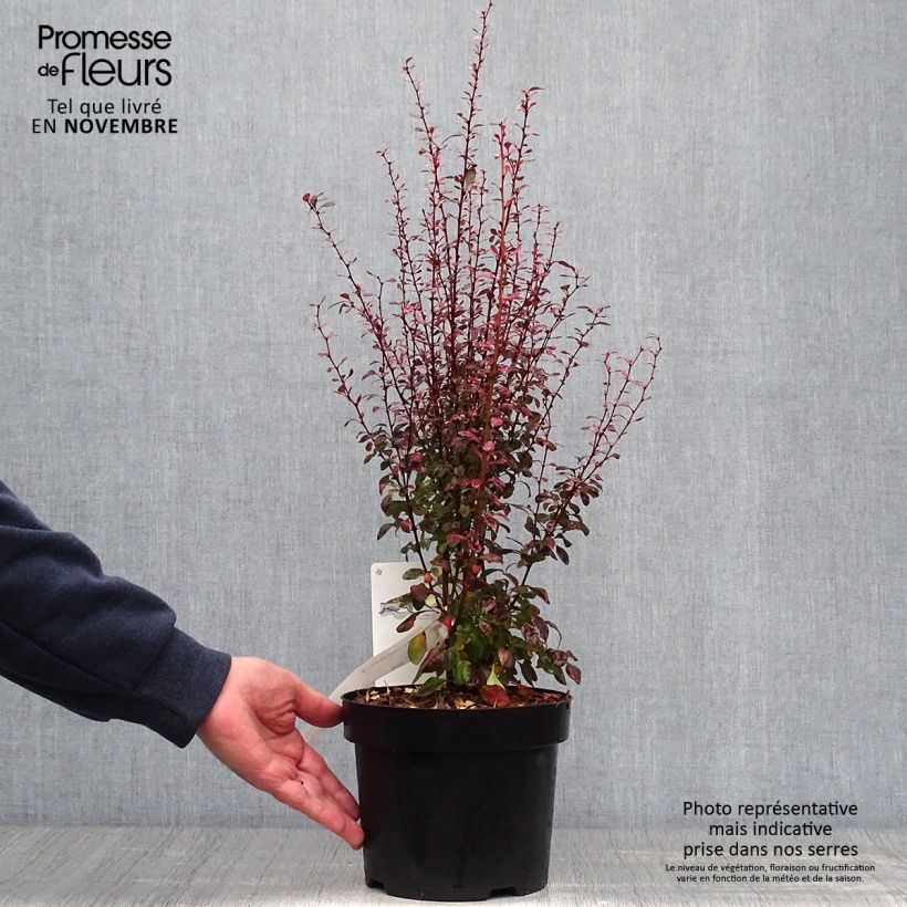 Esemplare di Berberis thunbergii Rosy Rocket - Crespino giapponese Vaso da 2L/3L come consegnato in autunno