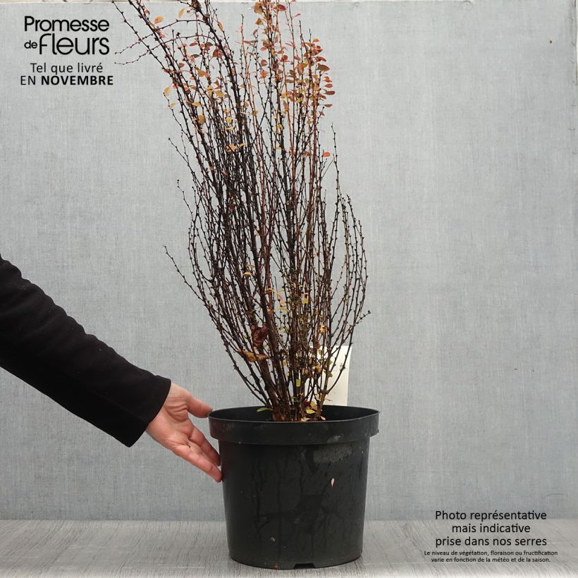 Esemplare di Berberis thunbergii Rosy Rocket - Crespino giapponese Vaso da 7,5L/10L come consegnato in autunno