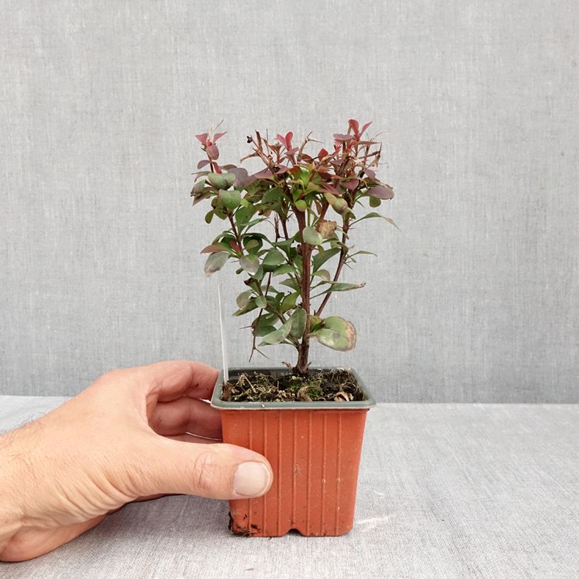 Esemplare di Berberis thunbergii Ruby Star - Crespino giapponese Vasetto da 8/9 cm come consegnato in autunno