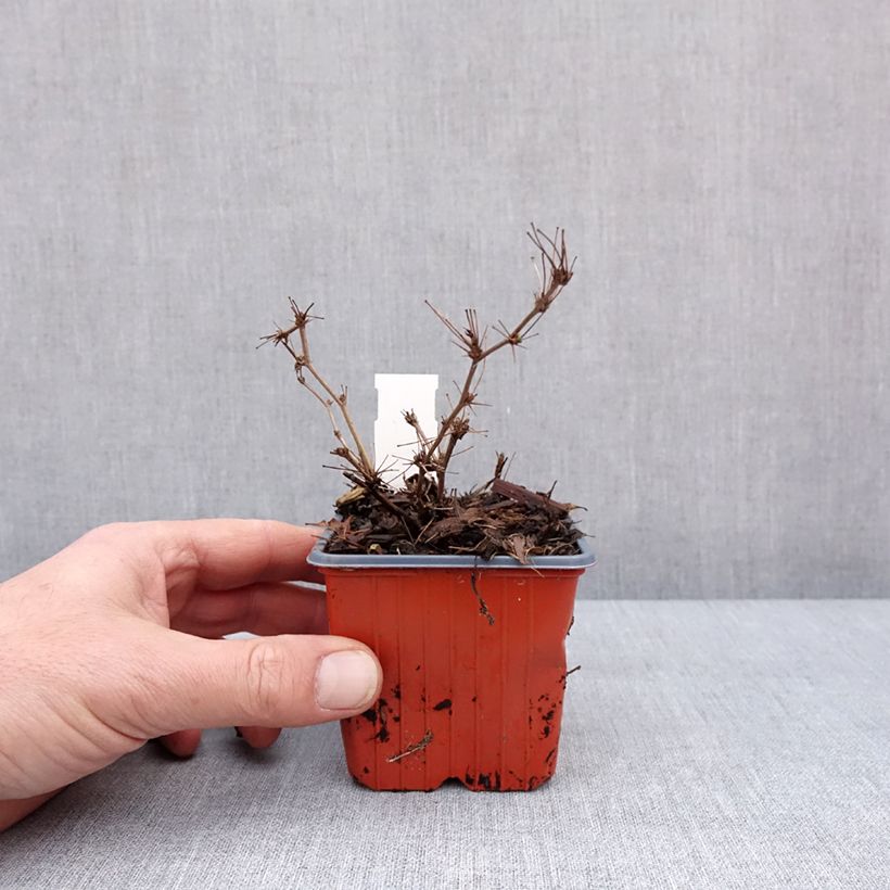Berberis thunbergii Ruby Star - Crespino giapponese Vasetto da 8/9 cm esemplare consegnato in inverno