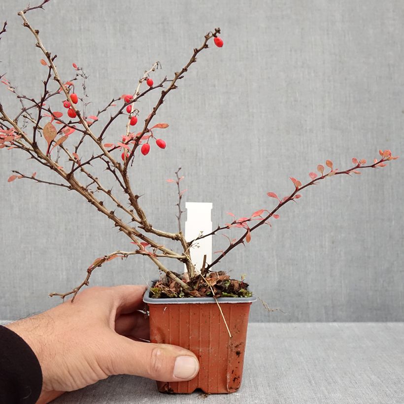 Esemplare di Berberis thunbergii Silver Beauty - Crespino giapponese Vasetto da 8/9 cm come consegnato in autunno