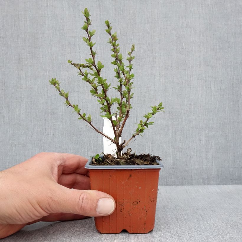 Berberis thunbergii Silver Beauty - Crespino giapponese Vasetto da 8/9 cm esemplare consegnato in primavera