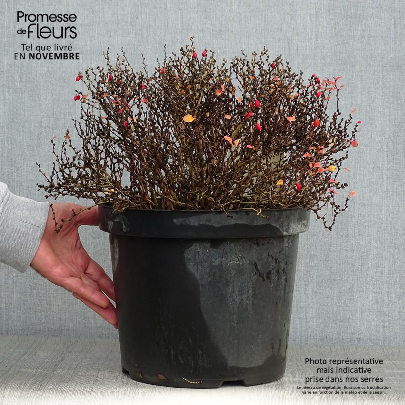 Esemplare di Berberis thunbergii Tiny Gold - Crespino giapponese Vaso da 7,5L/10L come consegnato in autunno