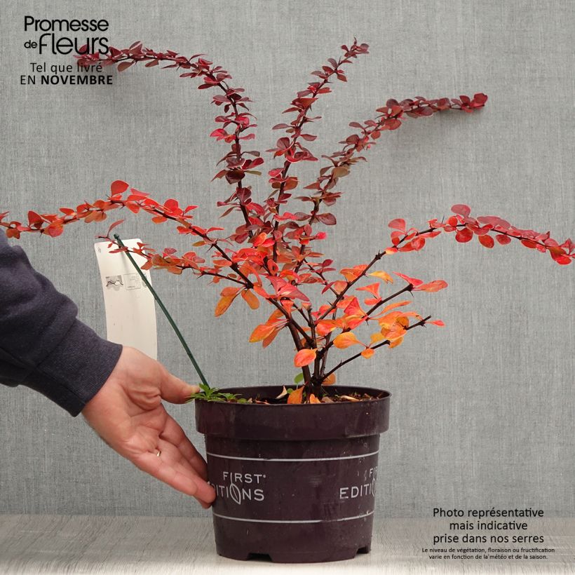 Esemplare di Berberis thunbergii Toscana - Crespino giapponese Vaso da 2L/3L come consegnato in autunno