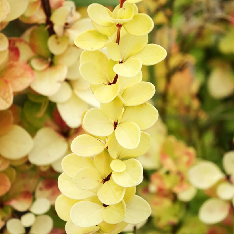 Berberis thunbergii Yellow Tower - Crespino giapponese (Fogliame)