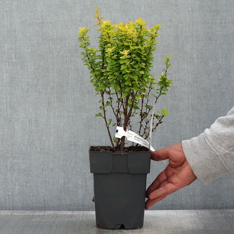 Esemplare di Berberis thunbergii Yellow Tower - Epine-vinette Vaso da 2L/3L come consegnato in autunno