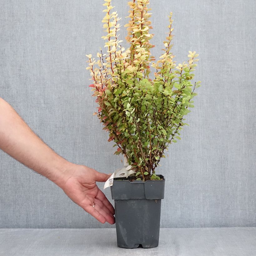 Esemplare di Berberis thunbergii Yellow Tower - Crespino giapponese Vaso da 2L/3L consegnato in estate