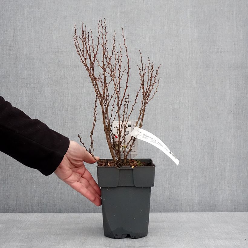 Berberis thunbergii Yellow Tower - Crespino giapponese Vaso da 2L/3L esemplare consegnato in inverno