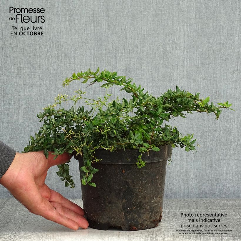 Esemplare di Berberis verruculosa - Crespino verrucoso Vaso da 2L/3L come consegnato in autunno
