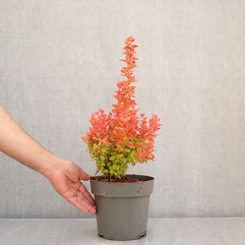 Esemplare di Berberis thunbergii Orange Ice - Crespino giapponese Vaso da 2L/3L consegnato in estate