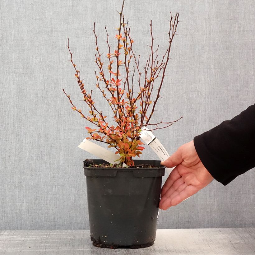 Berberis thunbergii Orange Ice - Crespino giapponese Vaso da 2L/3L esemplare consegnato in primavera