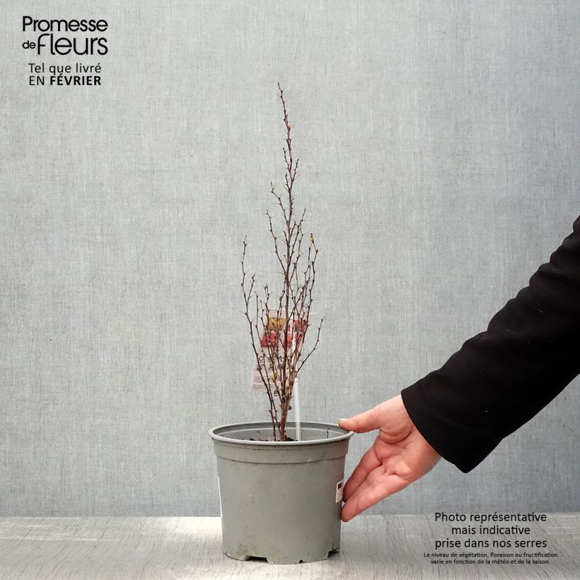 Berberis thunbergii Orange Ice - Crespino giapponese Vaso da 2L/3L esemplare consegnato in inverno