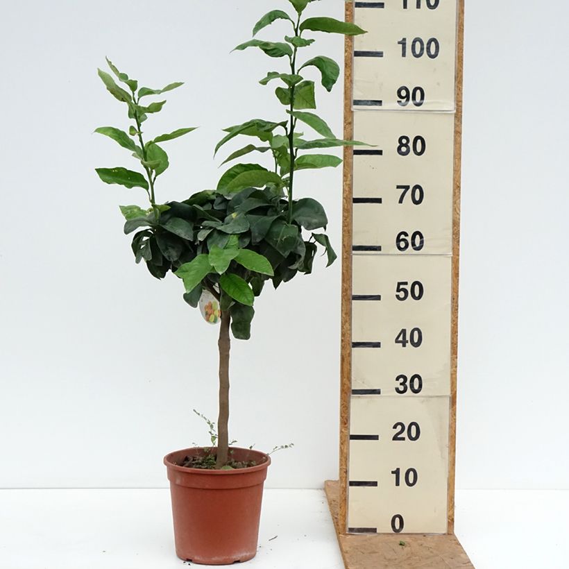 Esemplare di Citrus bergamia - Bergamotto Vaso da 4L/5L, Vaso impalcato basso come consegnato in autunno