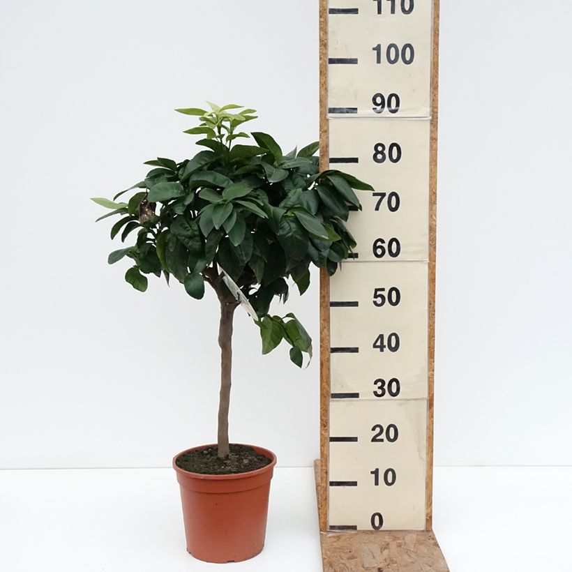 Citrus bergamia - Bergamotto Vaso da 4L/5L, Vaso impalcato basso esemplare consegnato in inverno