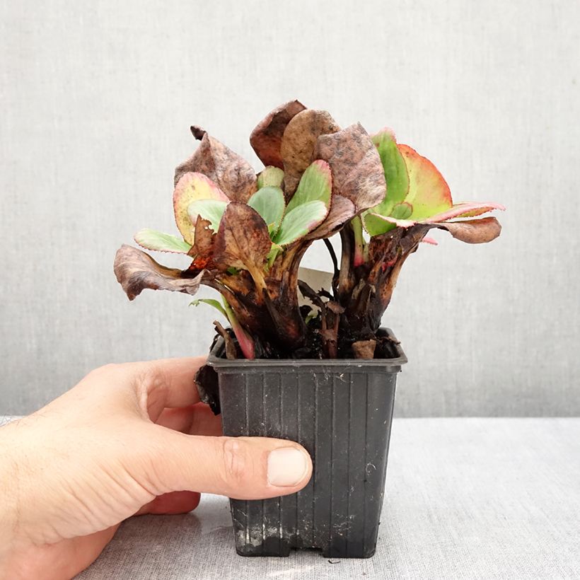 Esemplare di Bergenia Bach Vasetto da 8/9 cm come consegnato in autunno
