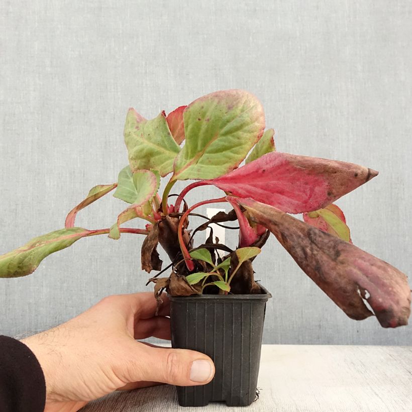 Esemplare di Bergenia Bressingham White Vasetto da 8/9 cm come consegnato in autunno