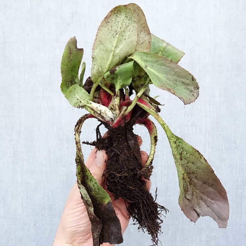 Bergenia Bressingham White Piante piccole a radice nuda esemplare consegnato in inverno