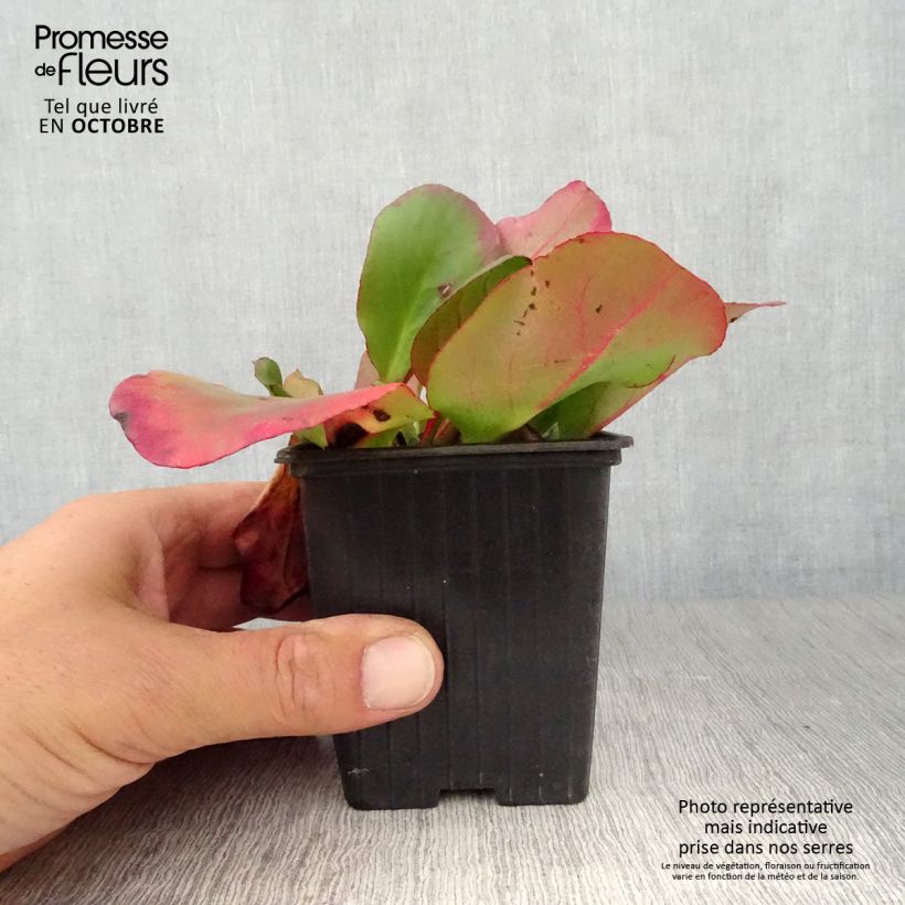Esemplare di Bergenia cordifolia Eroïca Vasetto da 8/9 cm come consegnato in autunno