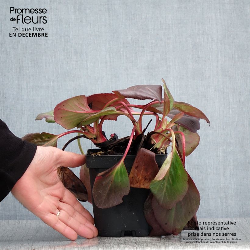 Esemplare di Bergenia cordifolia Vaso da 2L/3L come consegnato in autunno