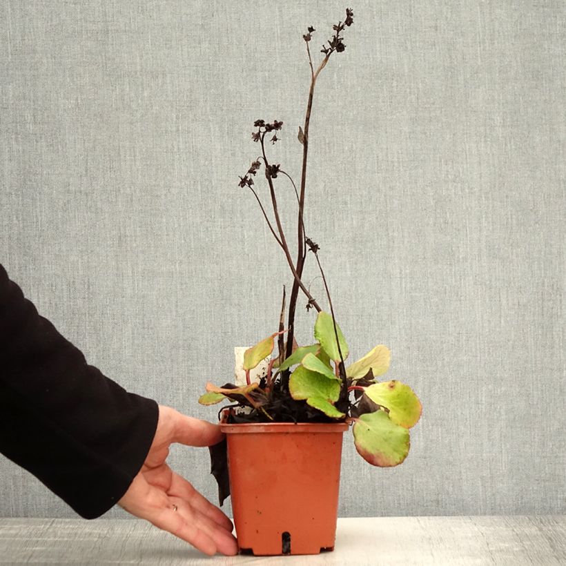 Esemplare di Bergenia cordifolia Silberlicht Vaso da 1L/1,5L come consegnato in autunno