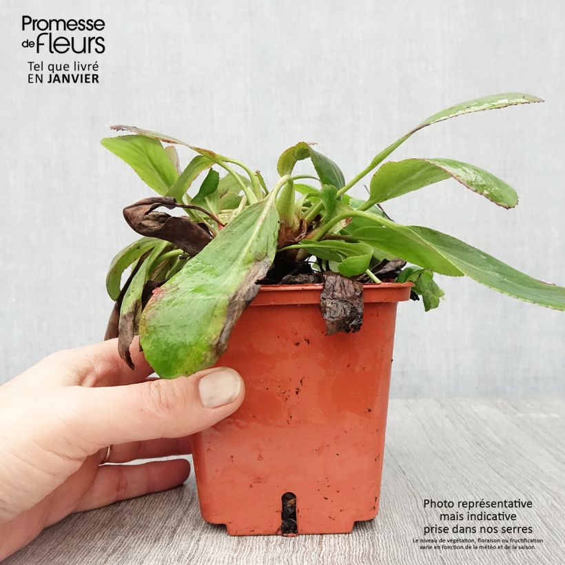 Bergenia cordifolia Silberlicht Vaso da 1L/1,5L esemplare consegnato in inverno