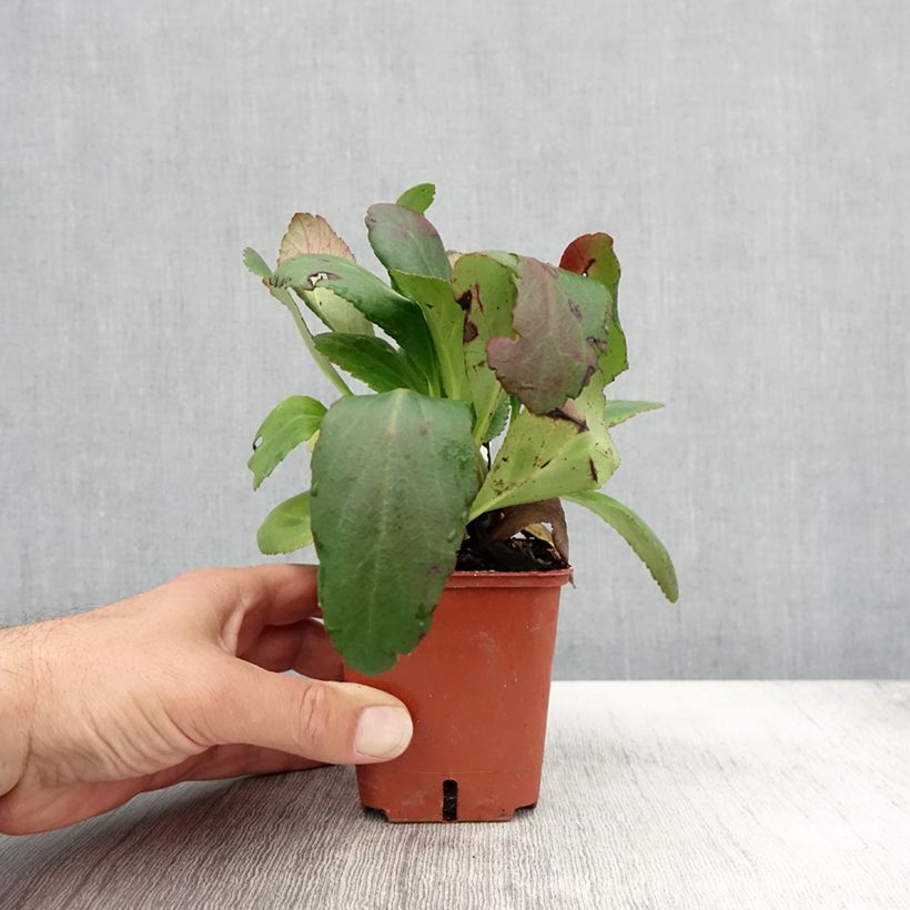 Esemplare di Bergenia Dragonfly Angel Kiss Vasetto da 8/9 cm come consegnato in autunno
