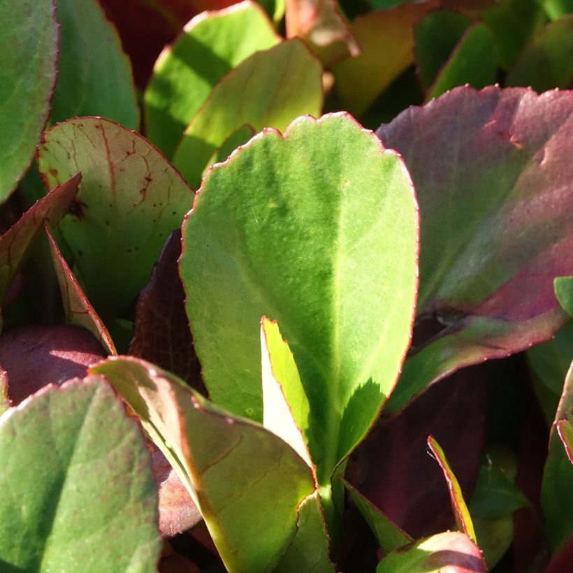 Bergenia Flirt (Fogliame)