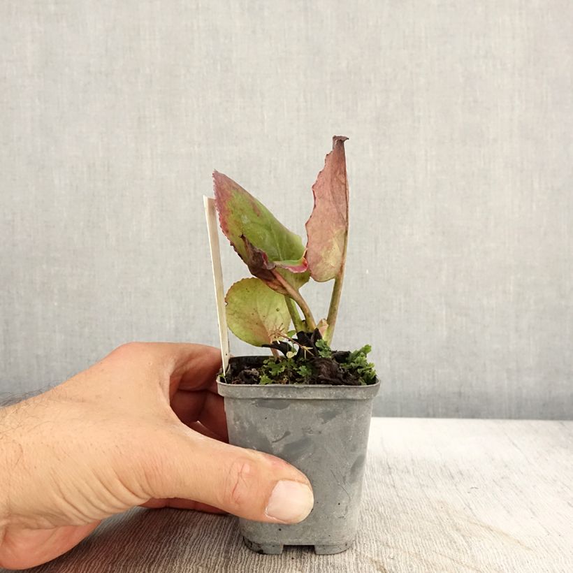 Esemplare di Bergenia Abendglut Vasetto da 8/9 cm come consegnato in autunno
