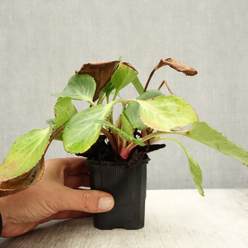 Esemplare di Bergenia Harzkristall Vasetto da 8/9 cm come consegnato in autunno