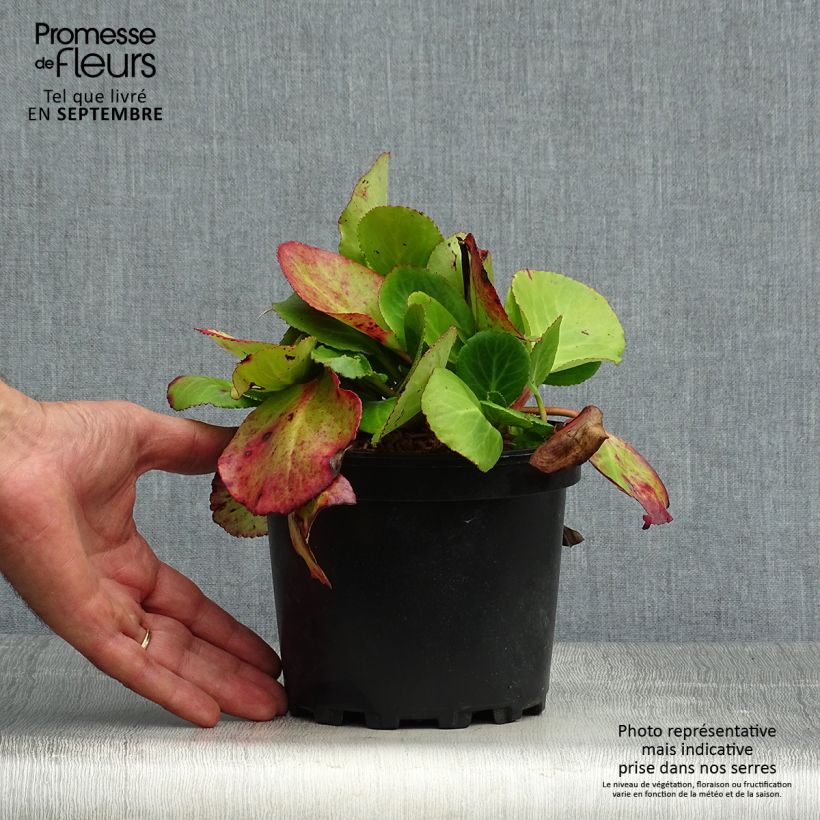 Esemplare di Bergenia Harzkristall Vaso da 2L/3L come consegnato in autunno