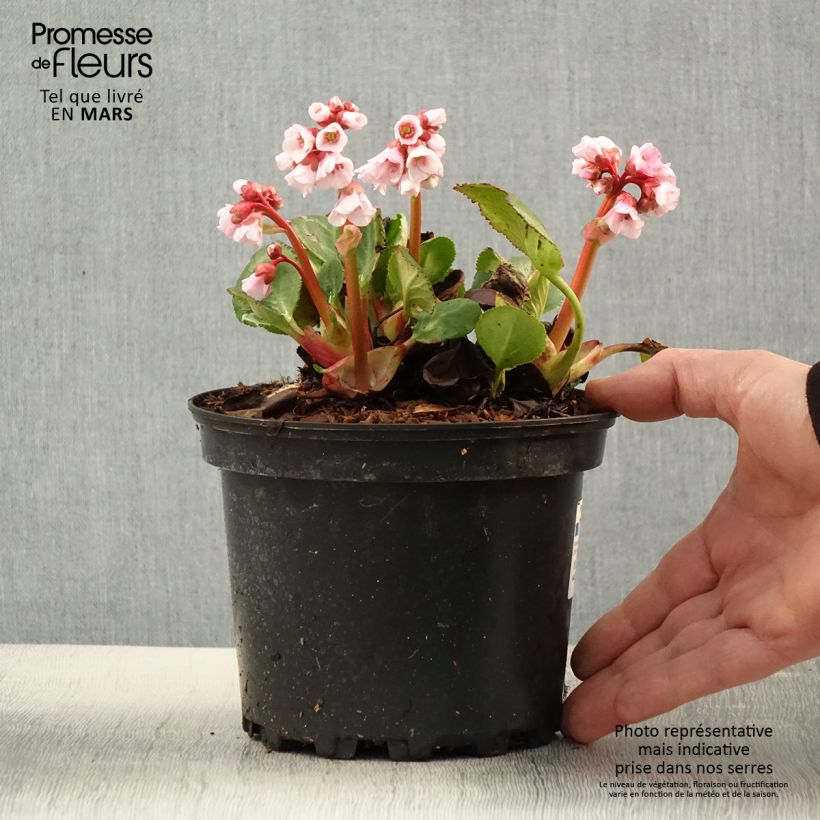Bergenia Harzkristall Vaso da 2L/3L esemplare consegnato in primavera
