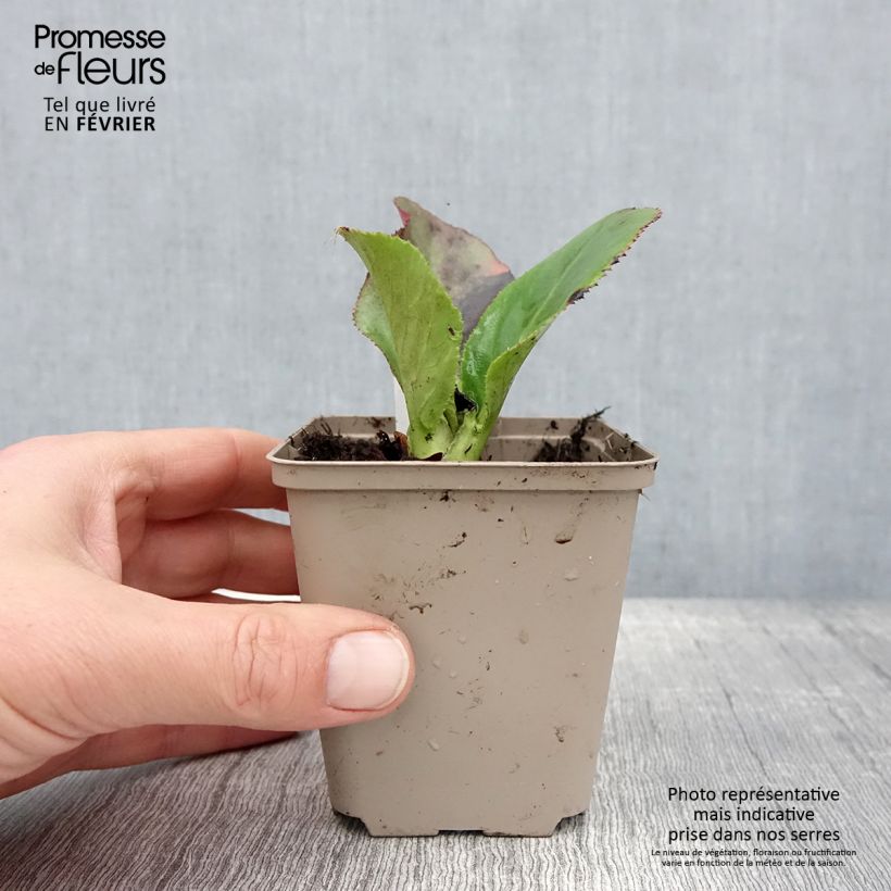 Bergenia stracheyi Ice Queen Vasetto da 8/9 cm esemplare consegnato in inverno