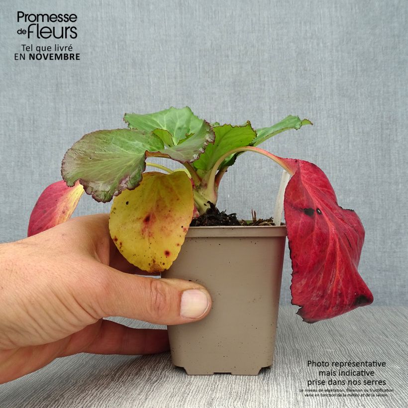 Esemplare di Bergenia Jelle Vasetto da 8/9 cm come consegnato in autunno