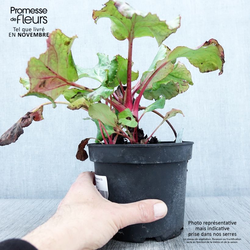 Esemplare di Bergenia cordifolia Morgenrote Vaso da 2L/3L come consegnato in autunno