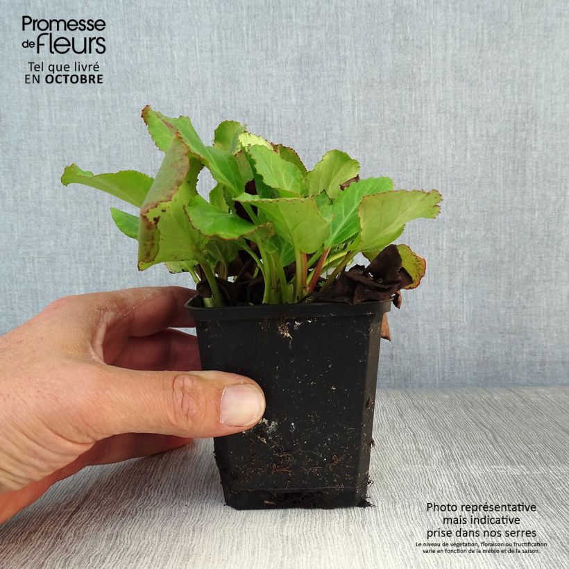 Esemplare di Bergenia cordifolia Morgenrote Vasetto da 8/9 cm come consegnato in autunno