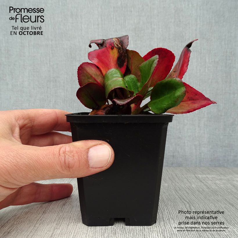 Esemplare di Bergenia Ouvertüre Vasetto da 8/9 cm come consegnato in autunno